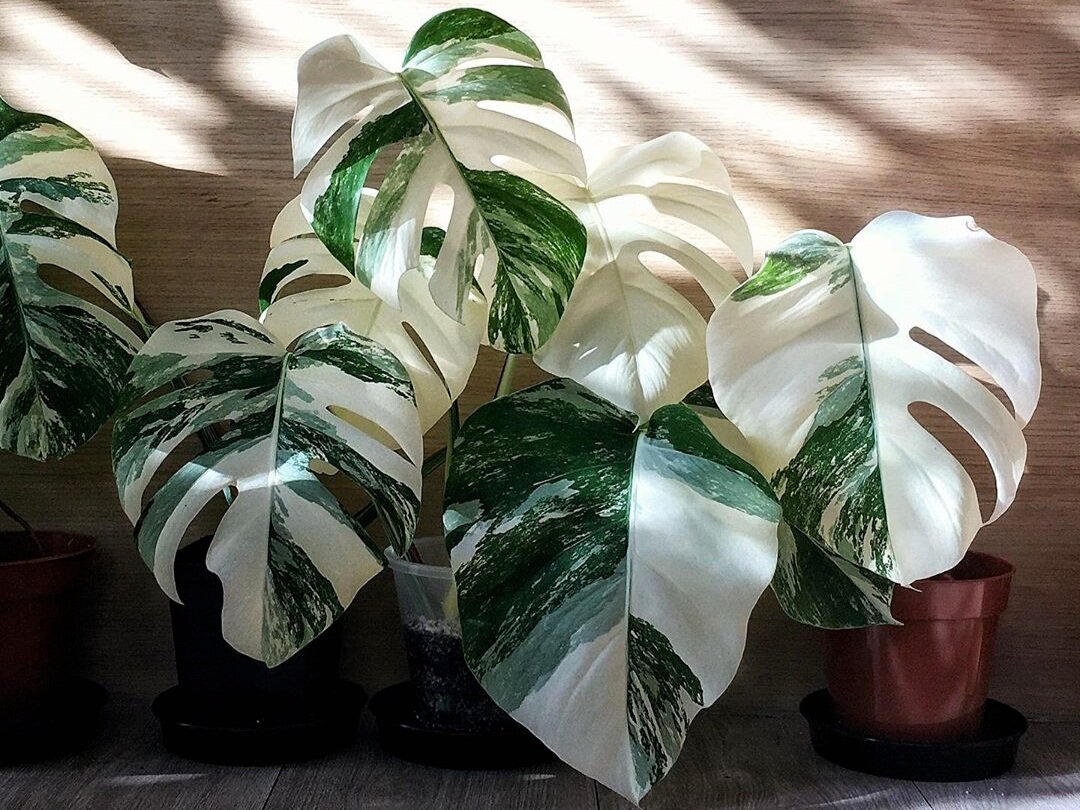 all-you-need-to-know-about-the-monstera-albo-variegata