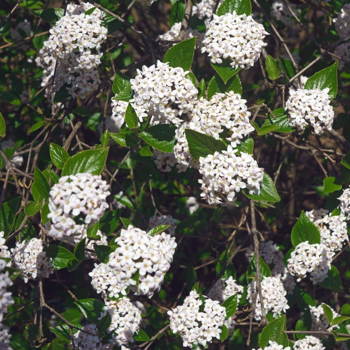 Anne Russel Viburnum