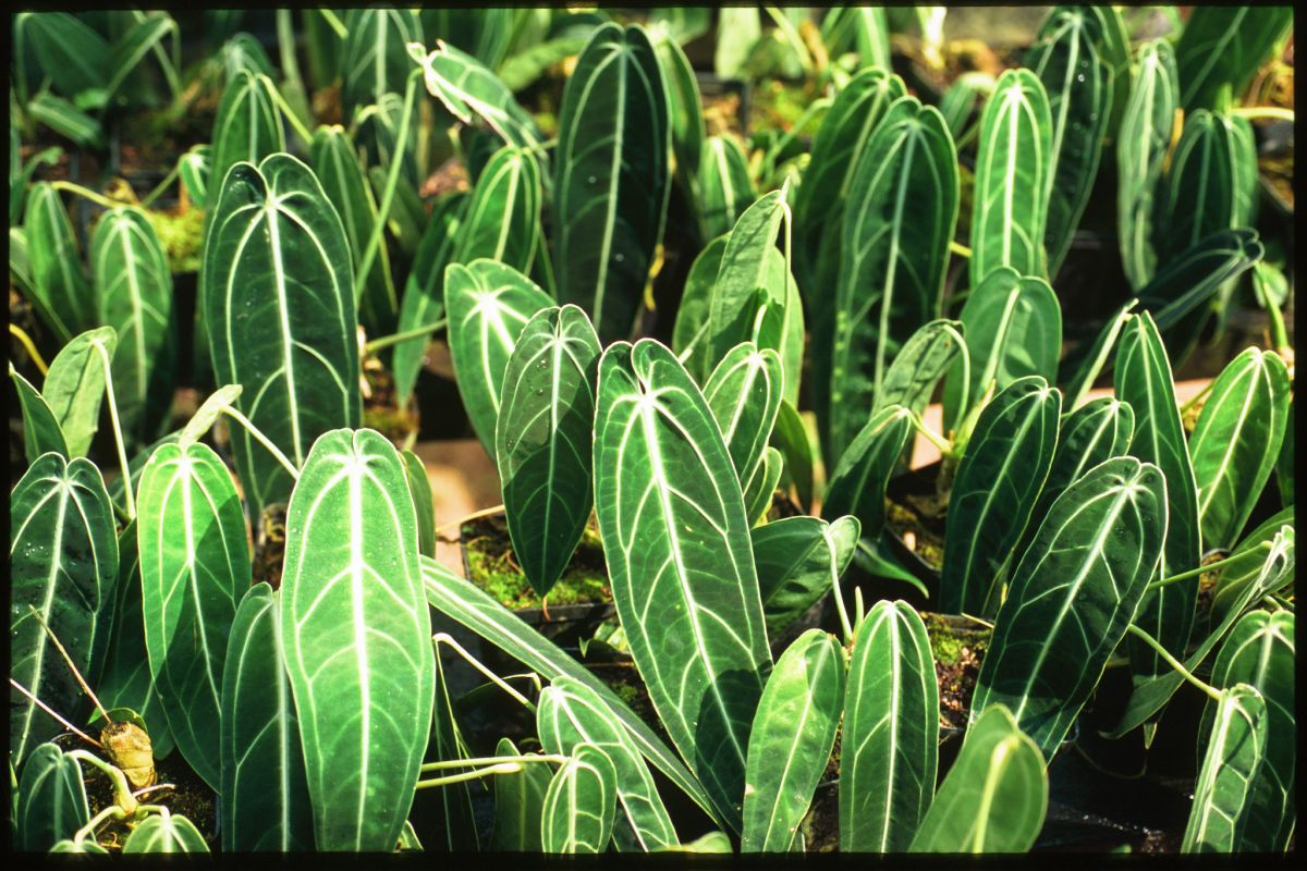 Anthurium warocqueanum