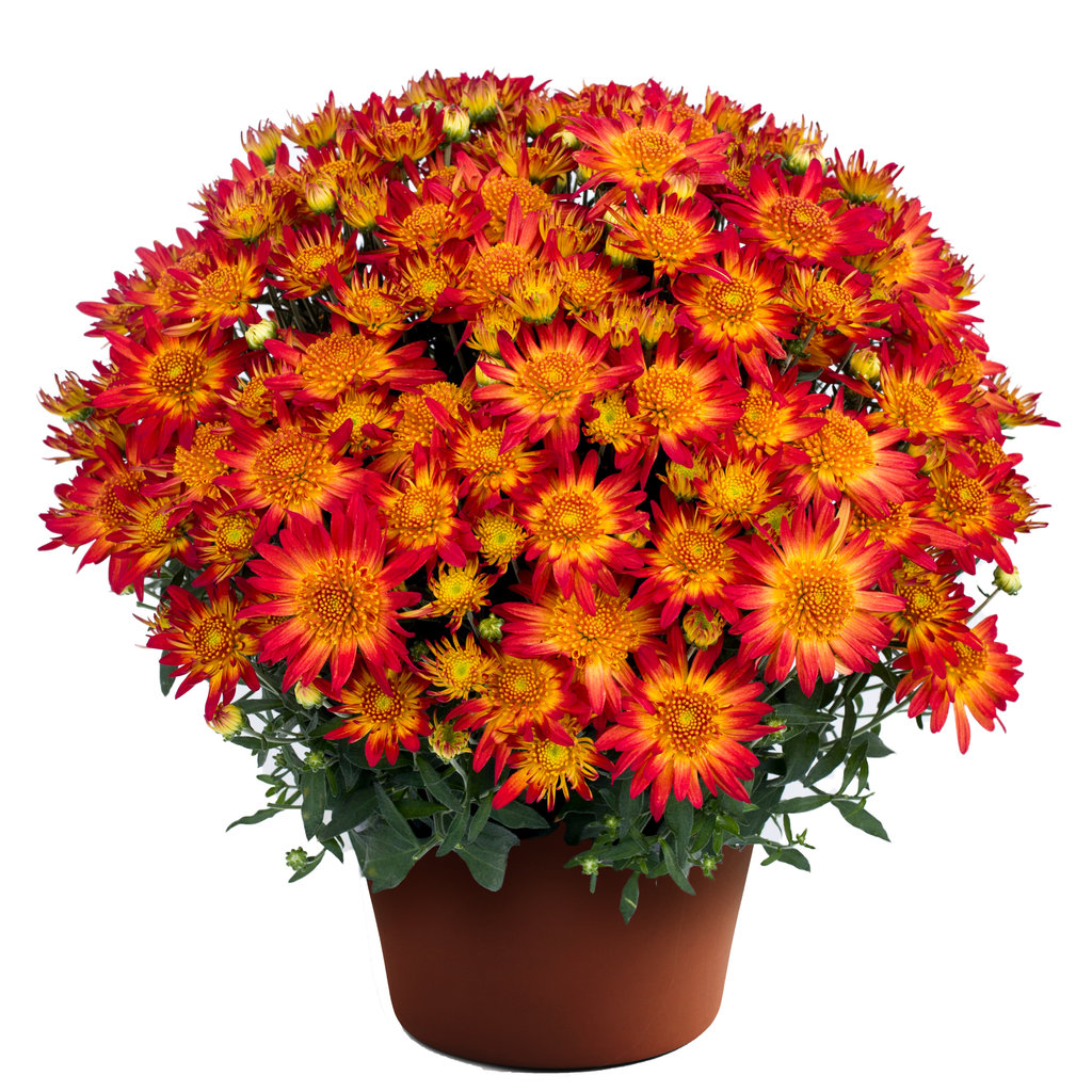 Autumn Sunset Mums 