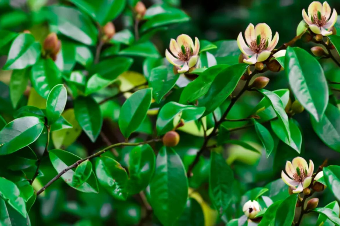 Banana Shrub