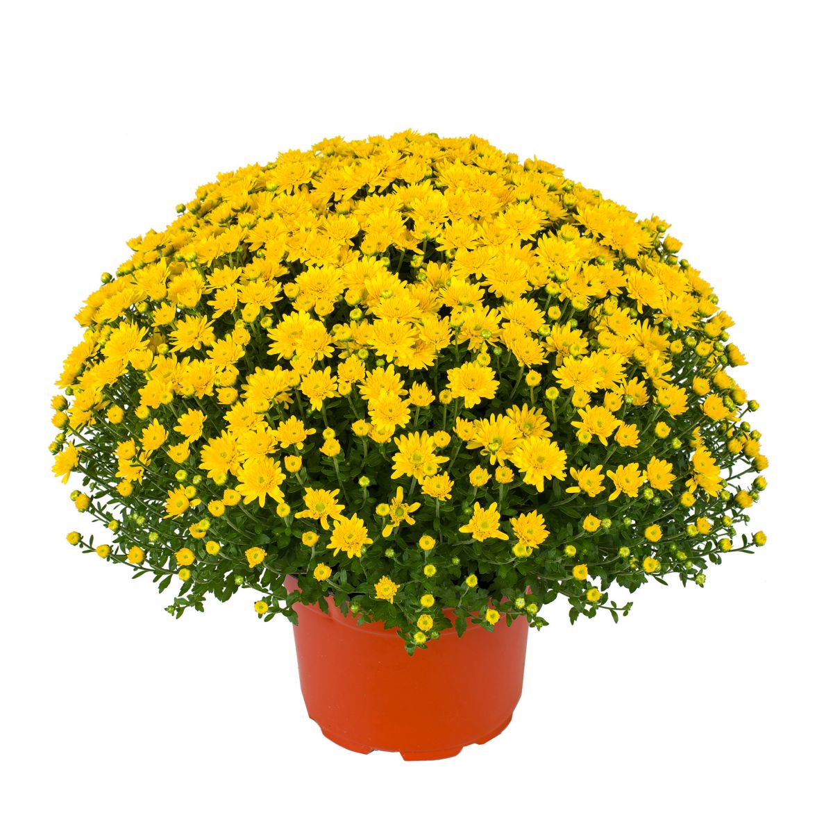 Beverly Gold Mums