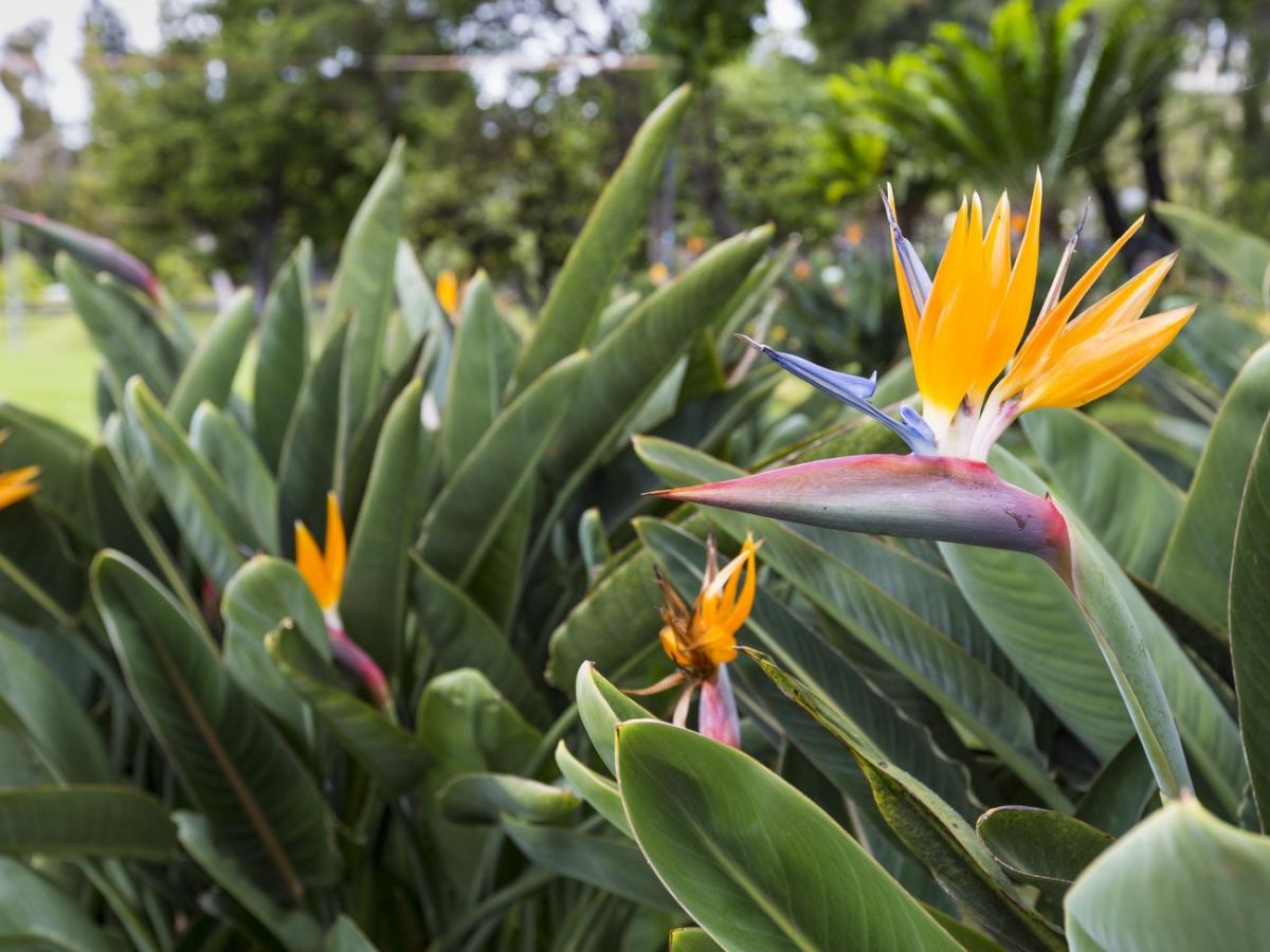 Bird of Paradise Plant – Strelitzia