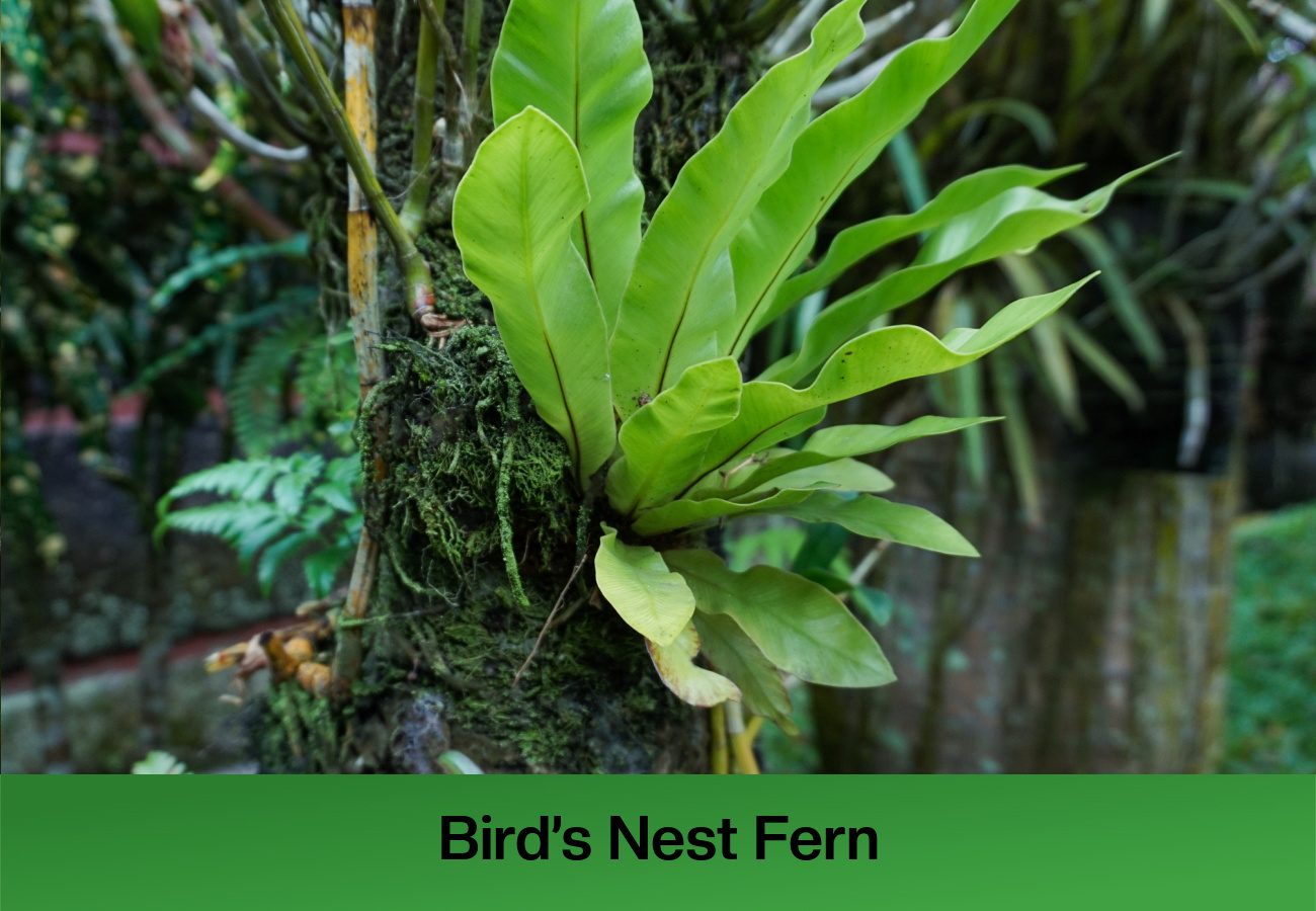 Bird’s Nest Fern