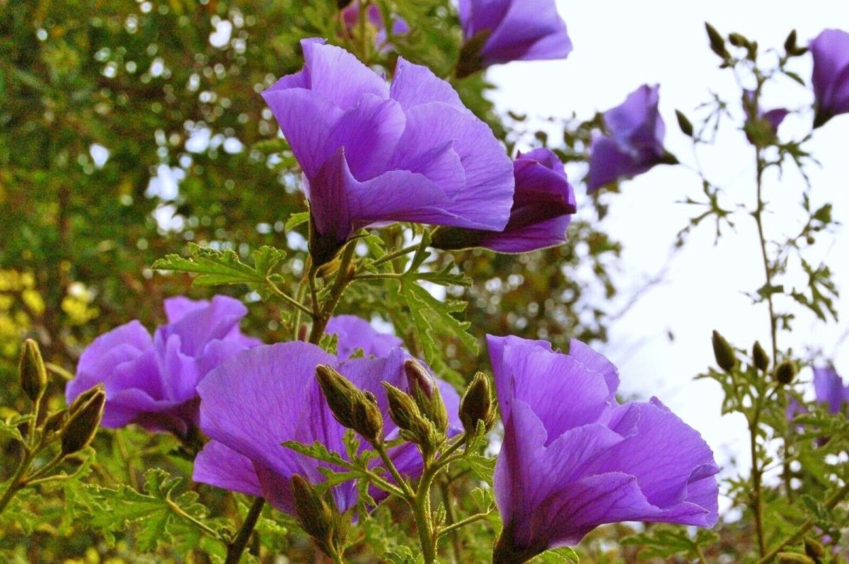 Blue Hibiscus – Alyogyne