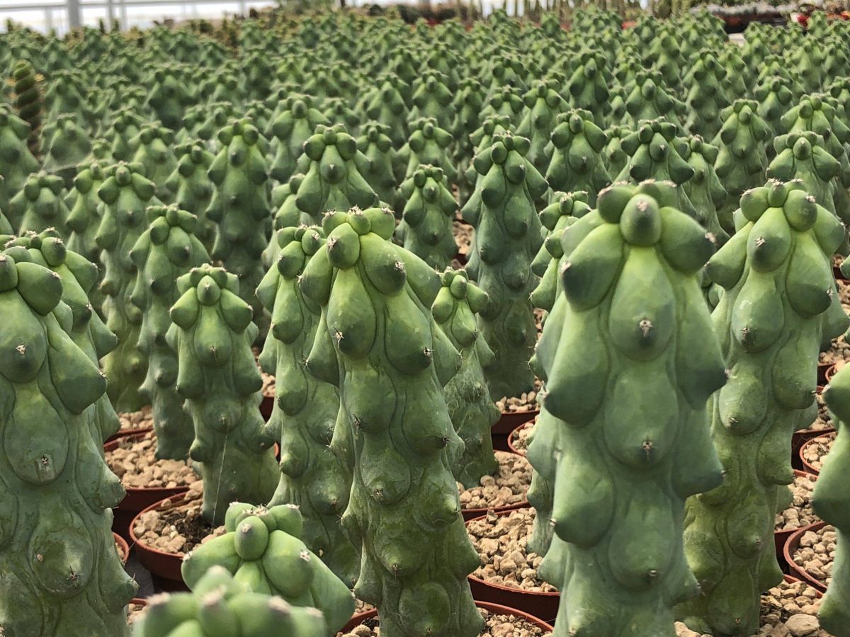 Boobie Cactus Watering Requirements