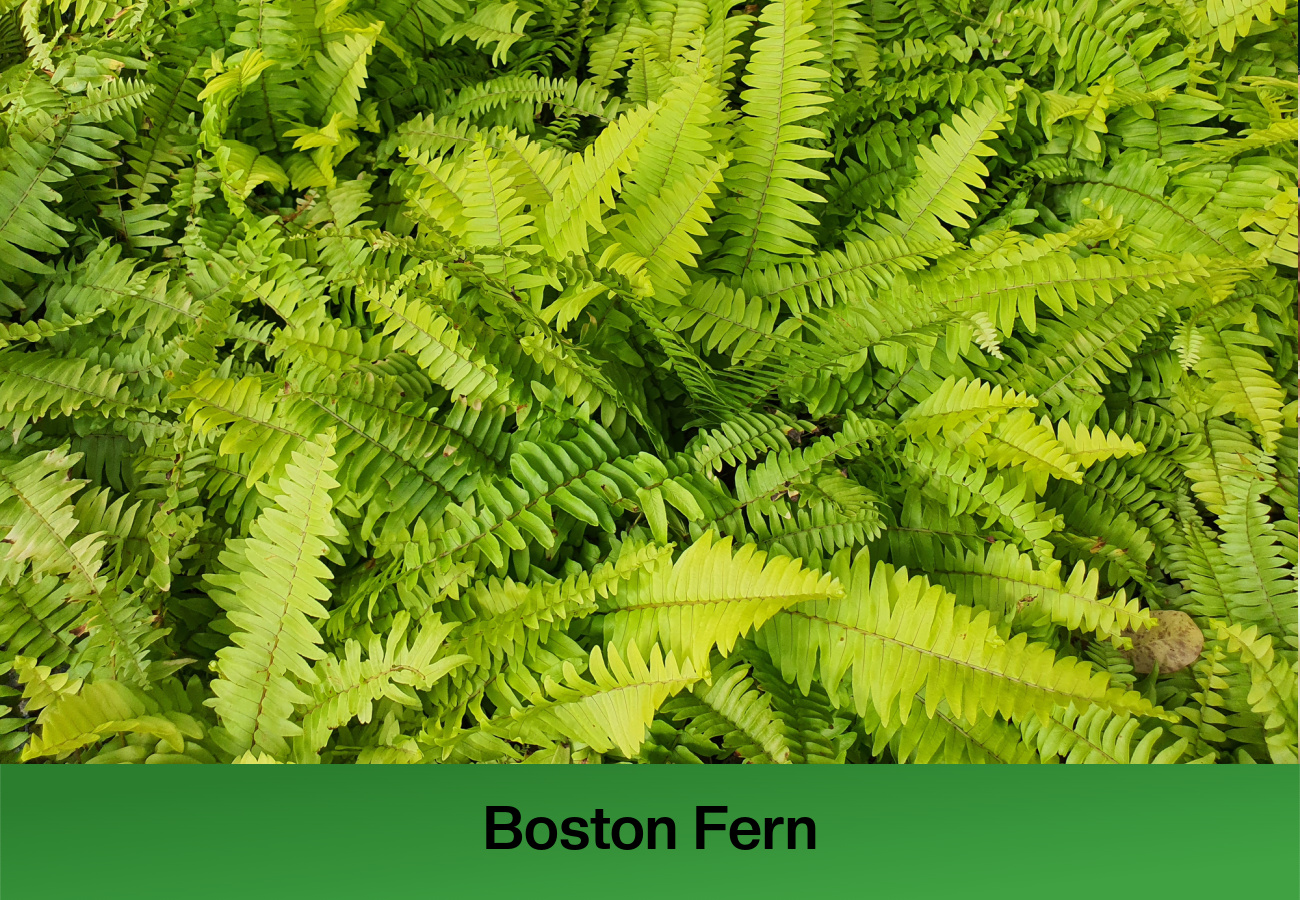 Boston Fern
