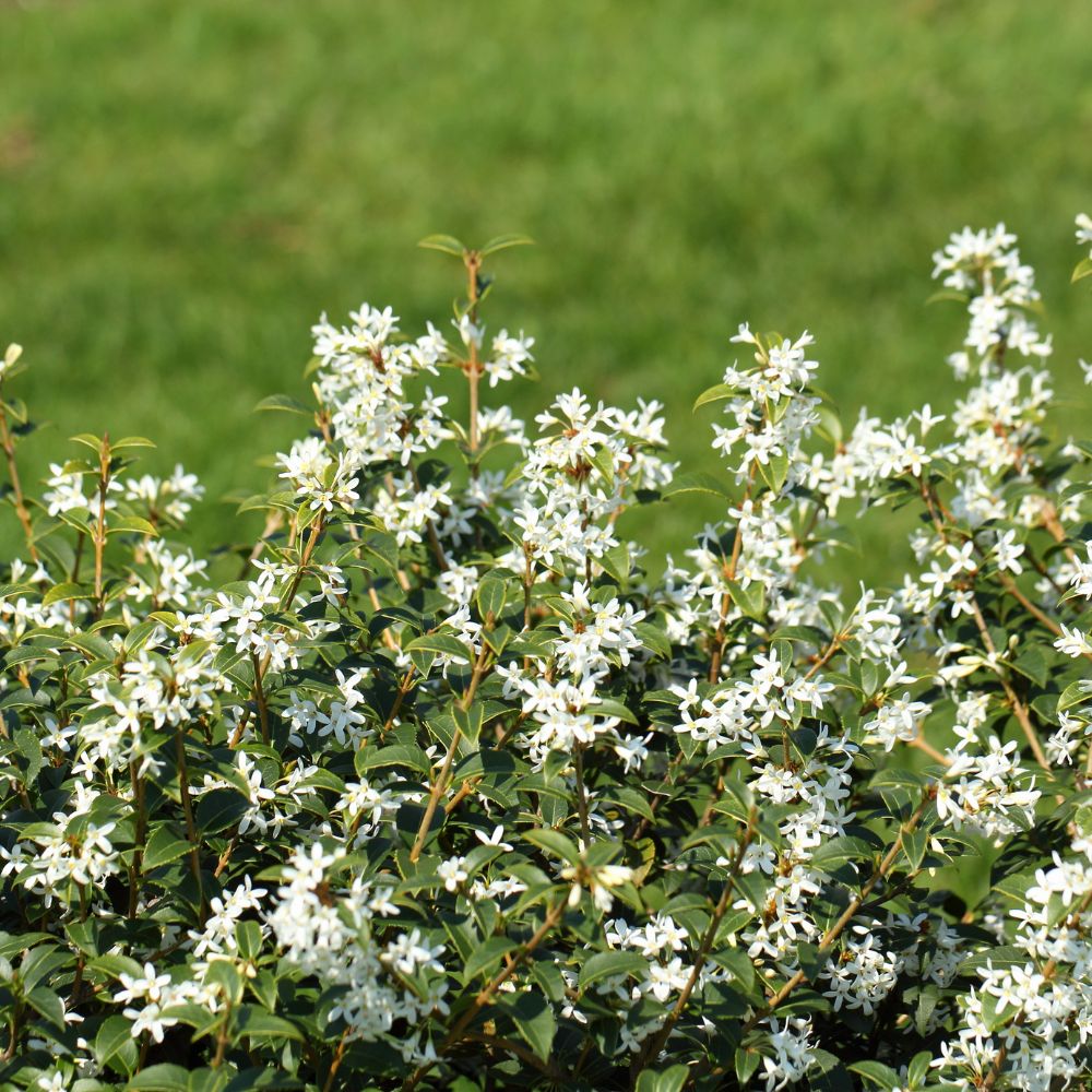 Burkwood Osmanthus