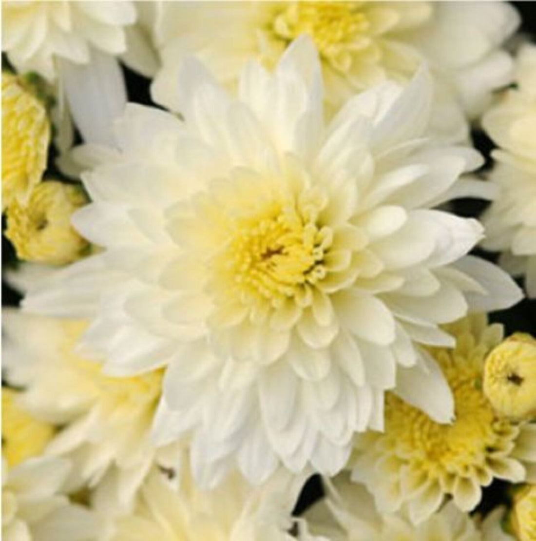 Butter n' Cream Mums