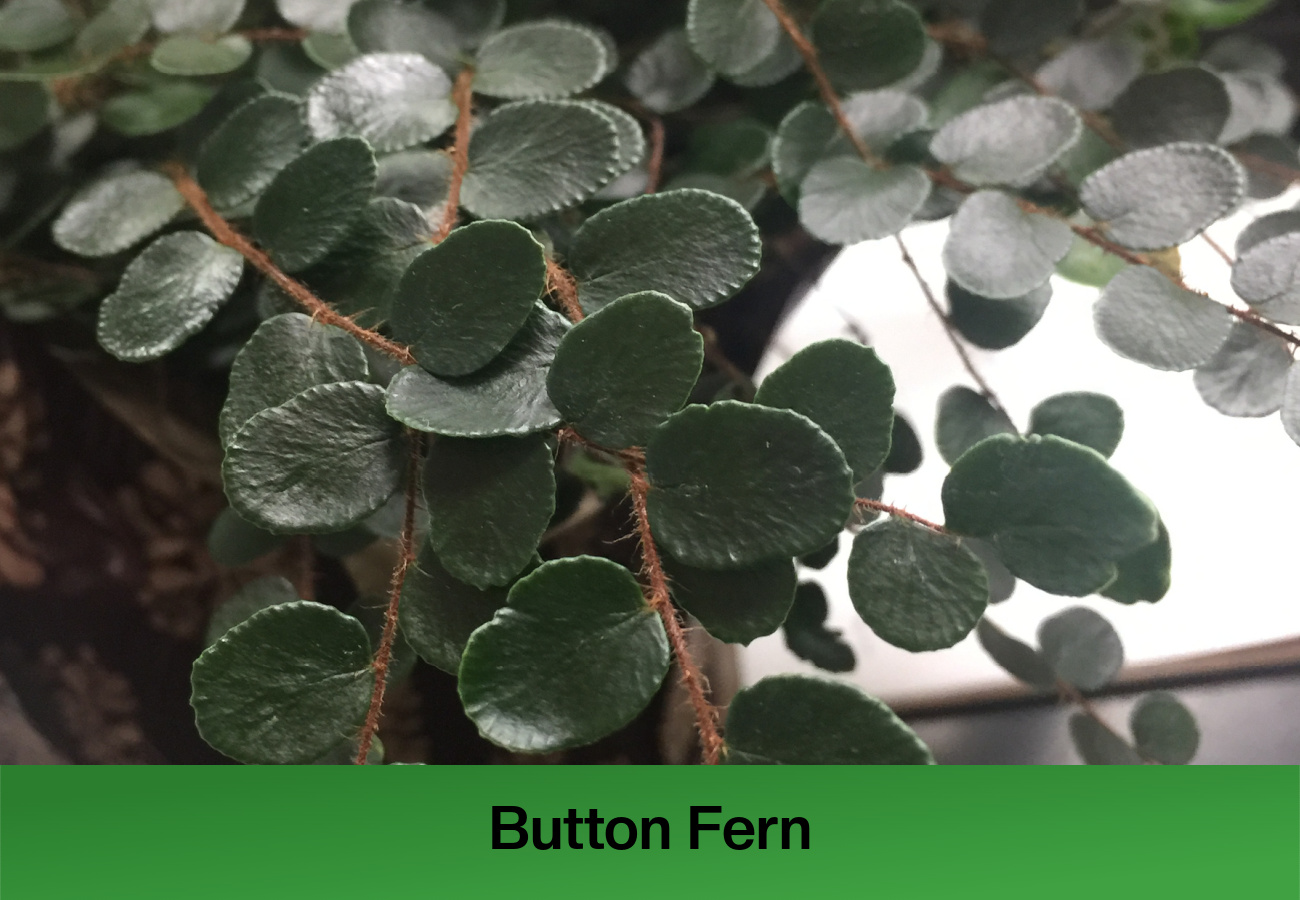 Button Fern