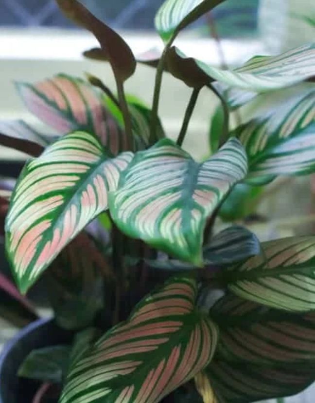 Calathea-Plant