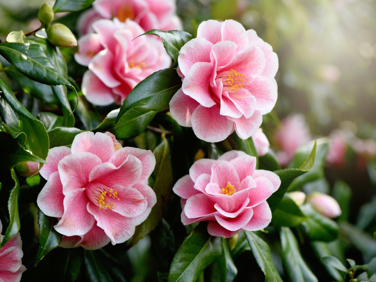 Camellia