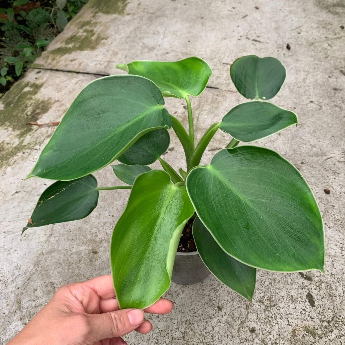 Caring for Philodendron Rugosum