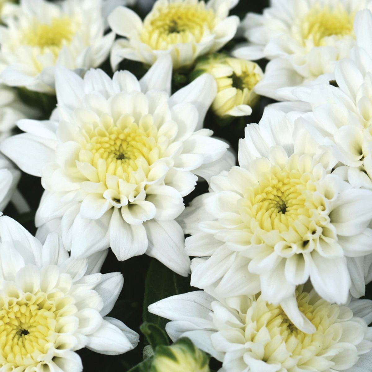 Celestial White Mums