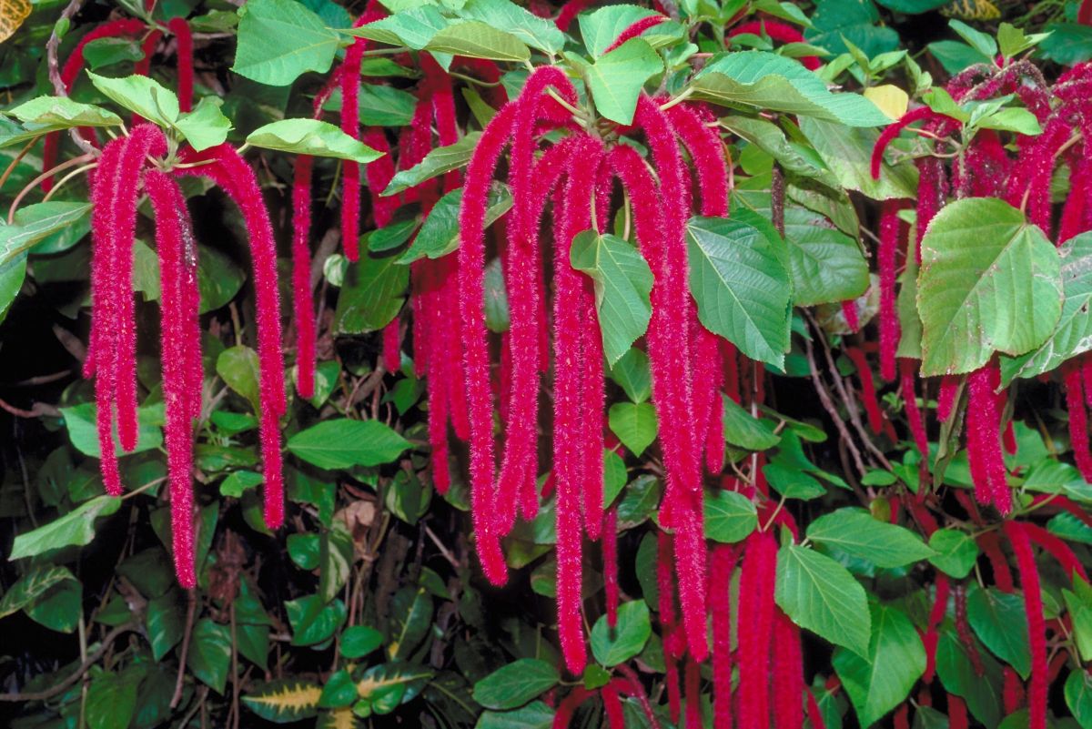 Chenille Plant – Acalypha