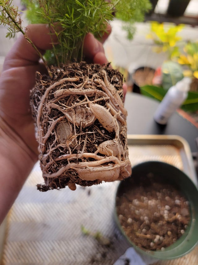 Common Pests and Diseases