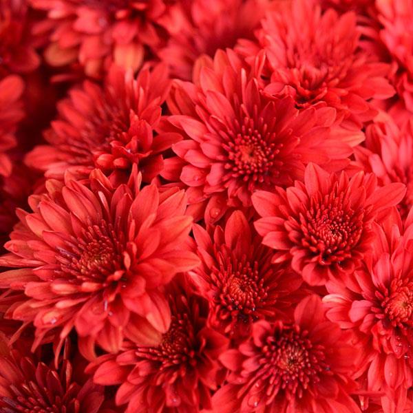 Cranbury Red Mums 