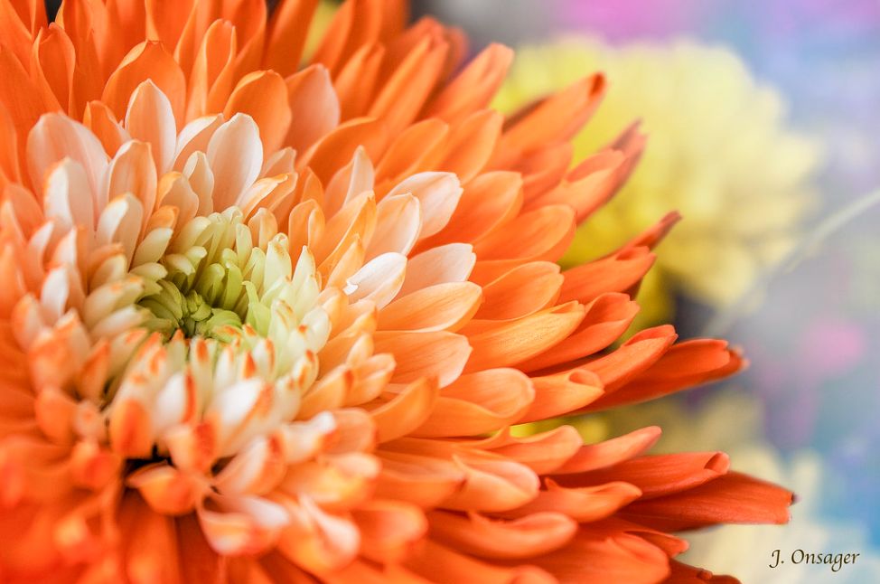 Crush Orange Mums 