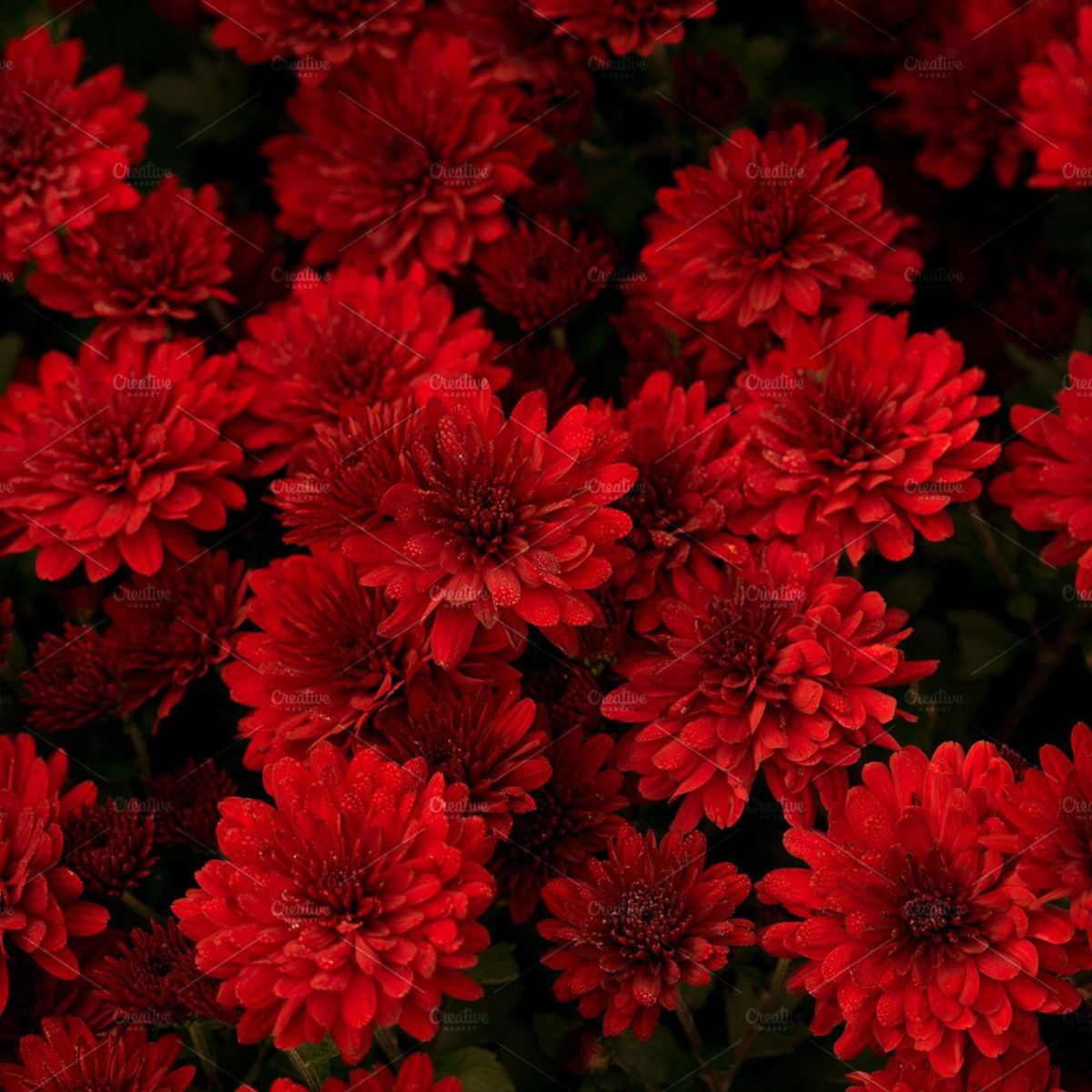 Cynthia Scarlet Mums