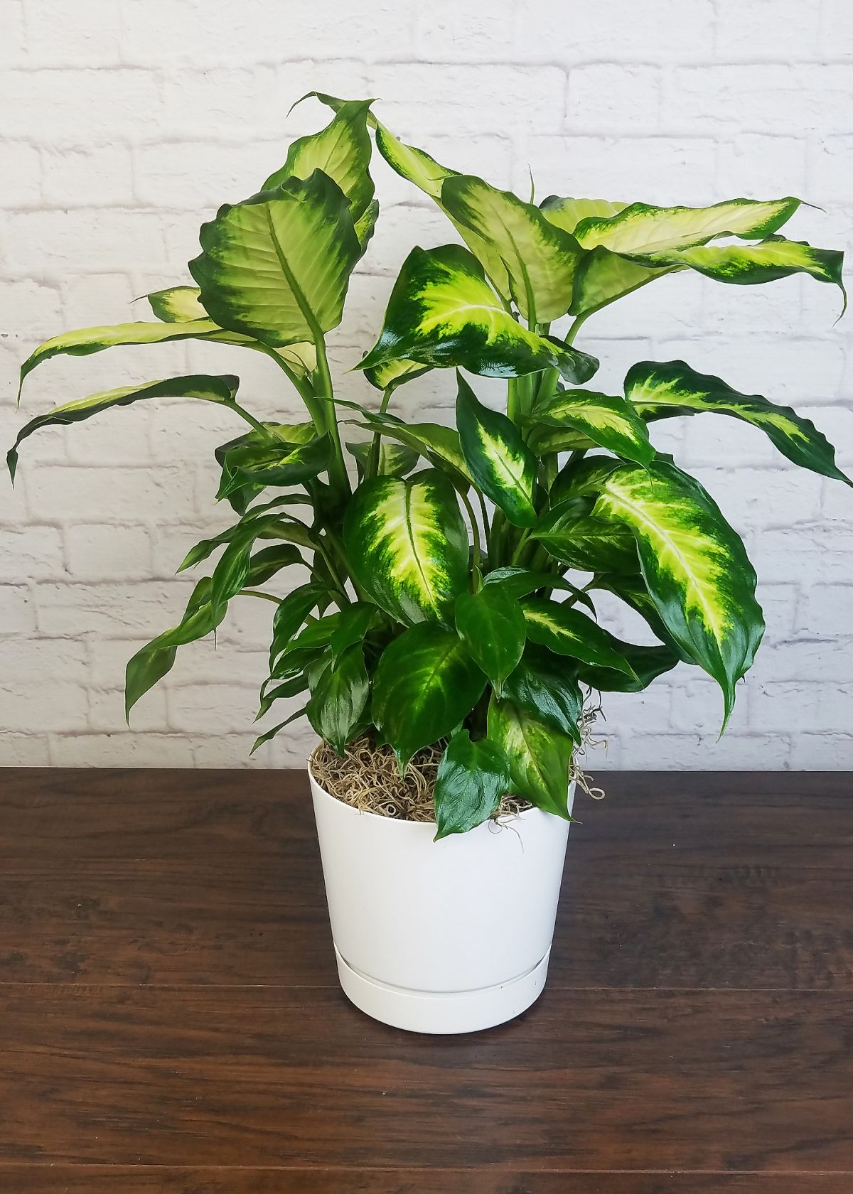 Dieffenbachia 