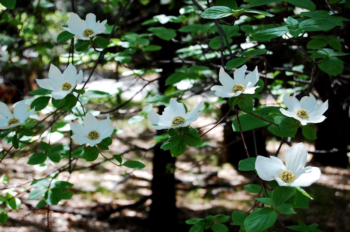 Dogwood