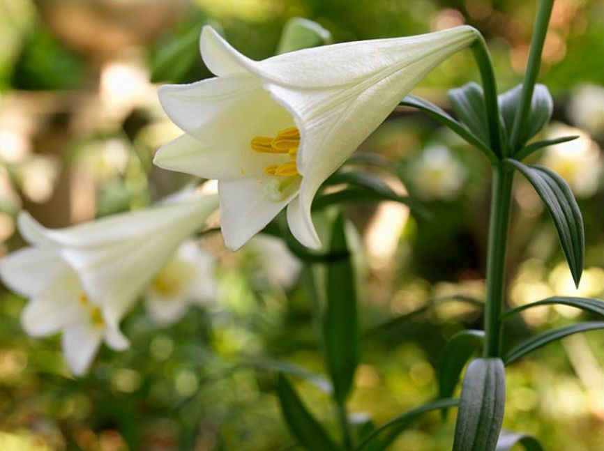 Easter Lily