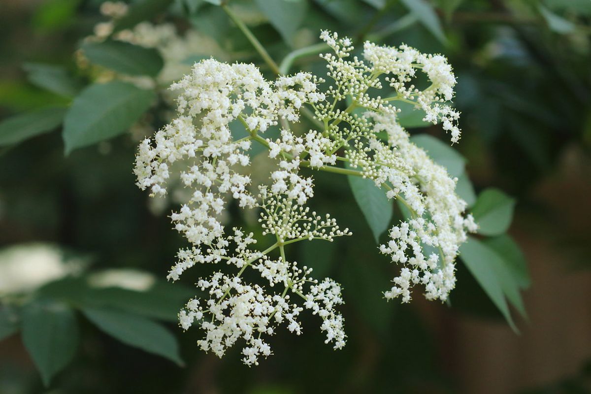 Elderberry