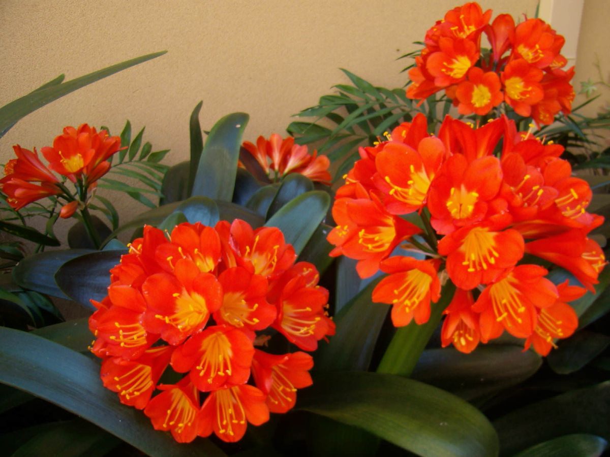 Fire Lily – Clivia