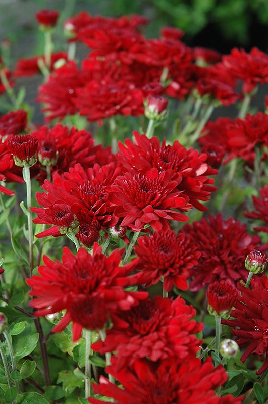 Five Alarm Red Mums 