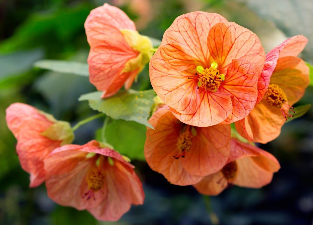 Flowering Maple – Abutilon