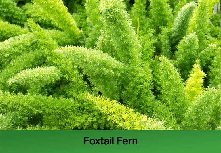 Types of Ferns To Grow Indoors