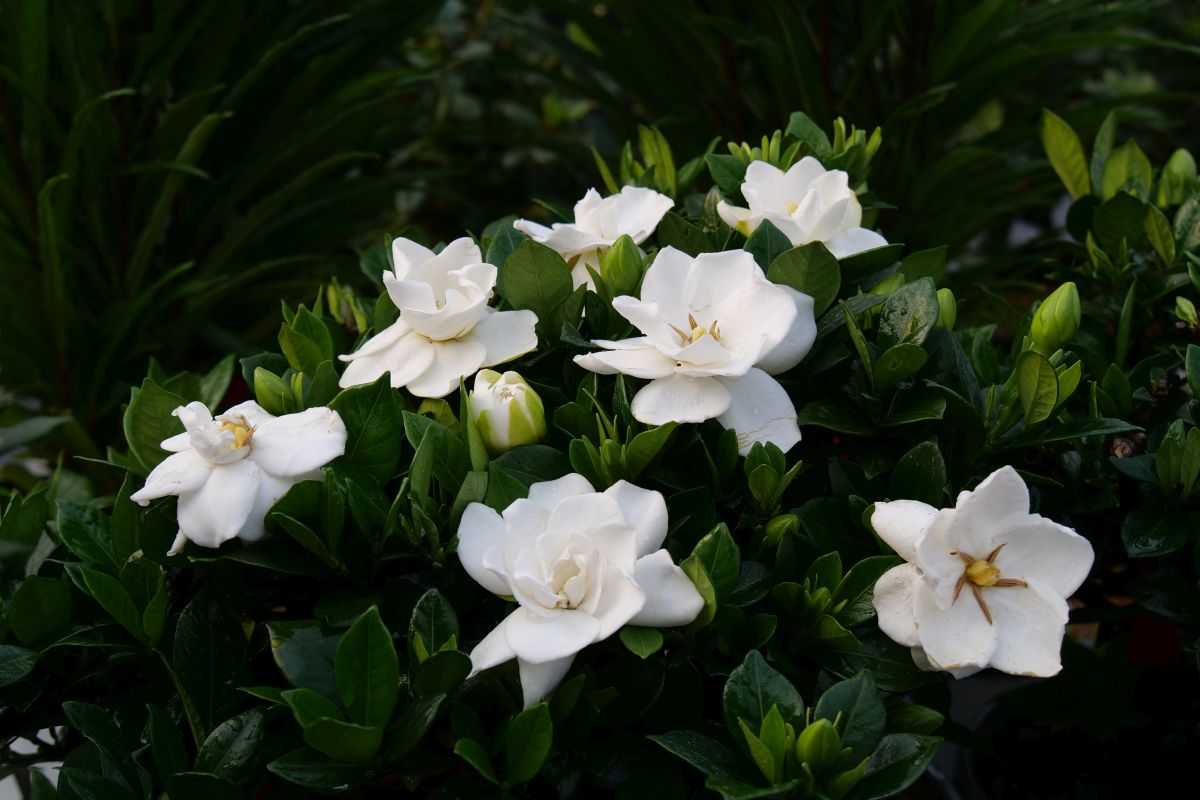 Gardenia