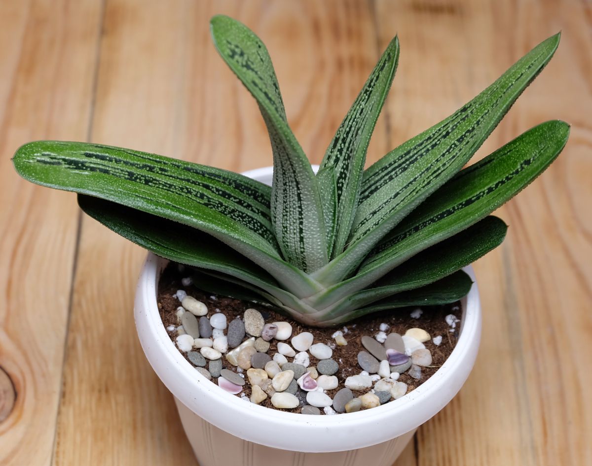 Gasteria Little Warty