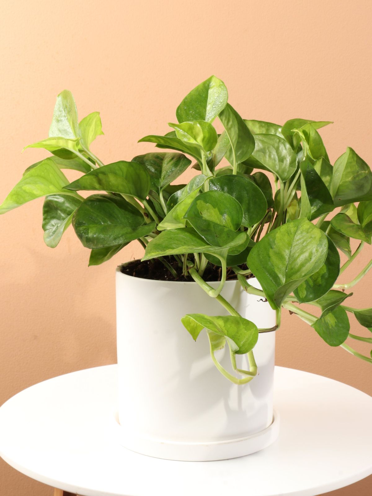 Global Green Pothos Watering Requirements 