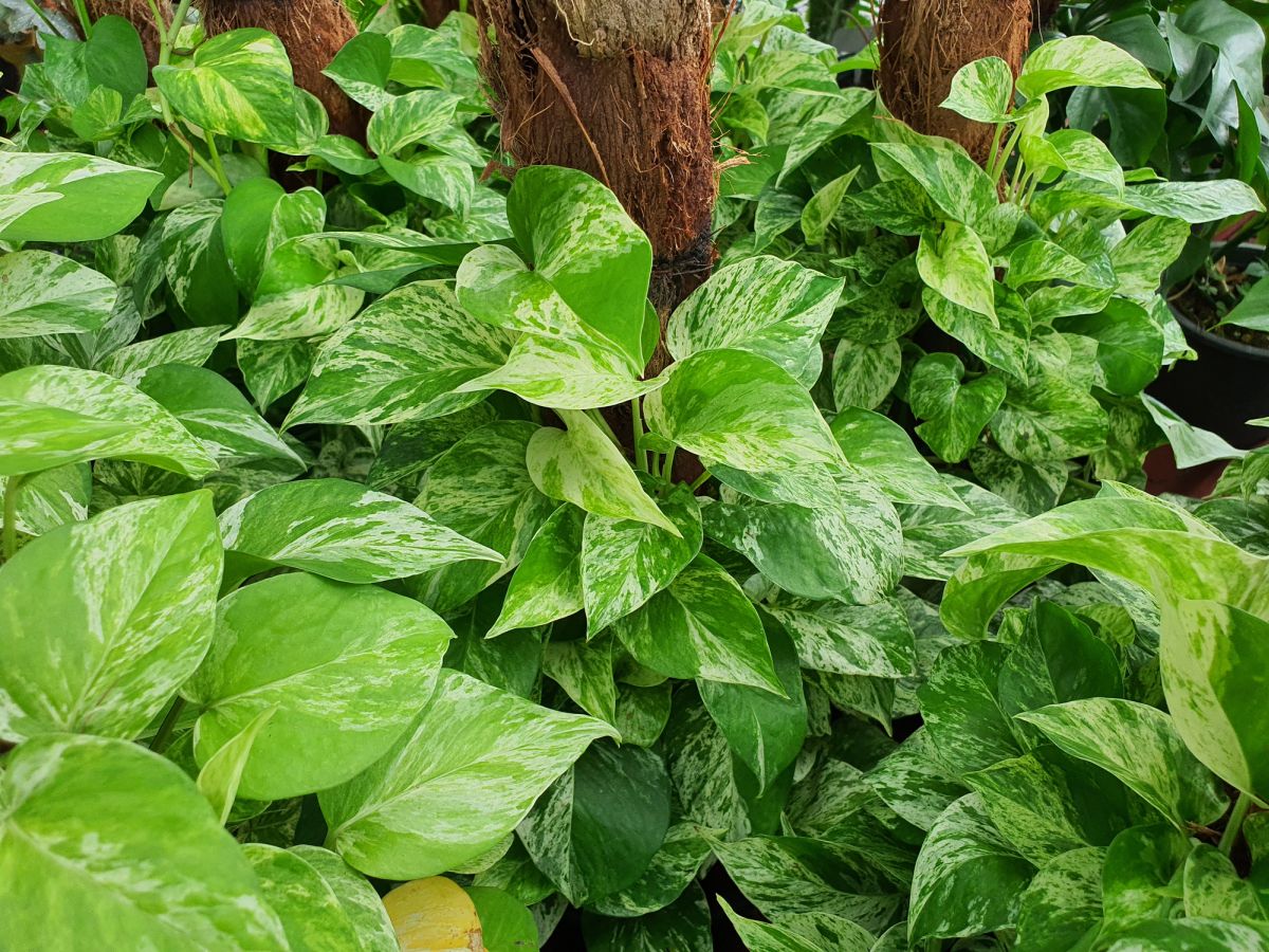 Global Pothos Green