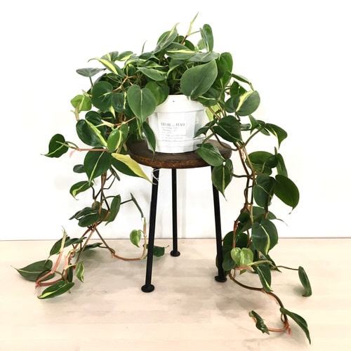 Heartleaf Philodendron