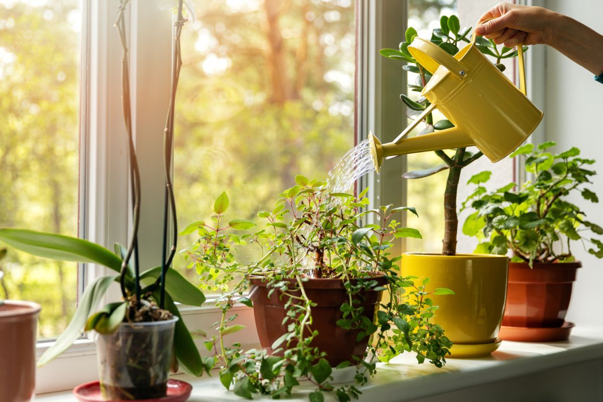 Helpful Tips for Watering Plants in Pots