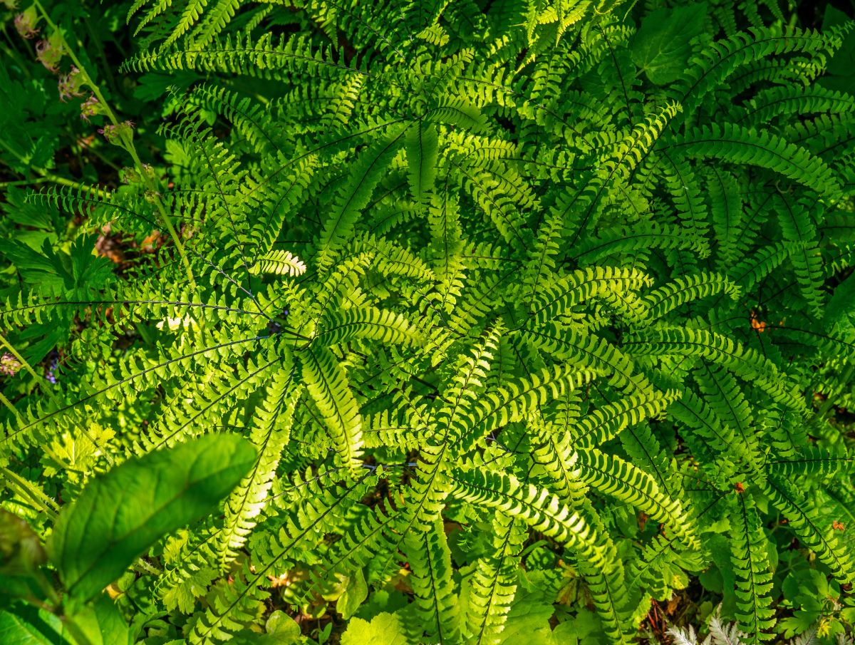 Holly Fern