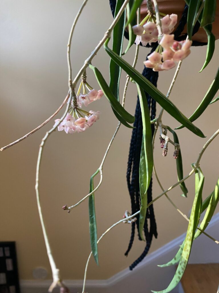 Hoya ShepherdiiCare Guide For The String Bean Hoya