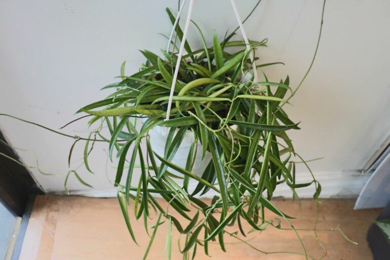 Hoya ShepherdiiCare Guide For The String Bean Hoya