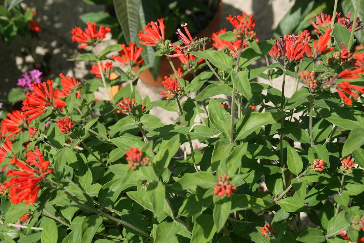 Hummingbird Flower – Bouvardia