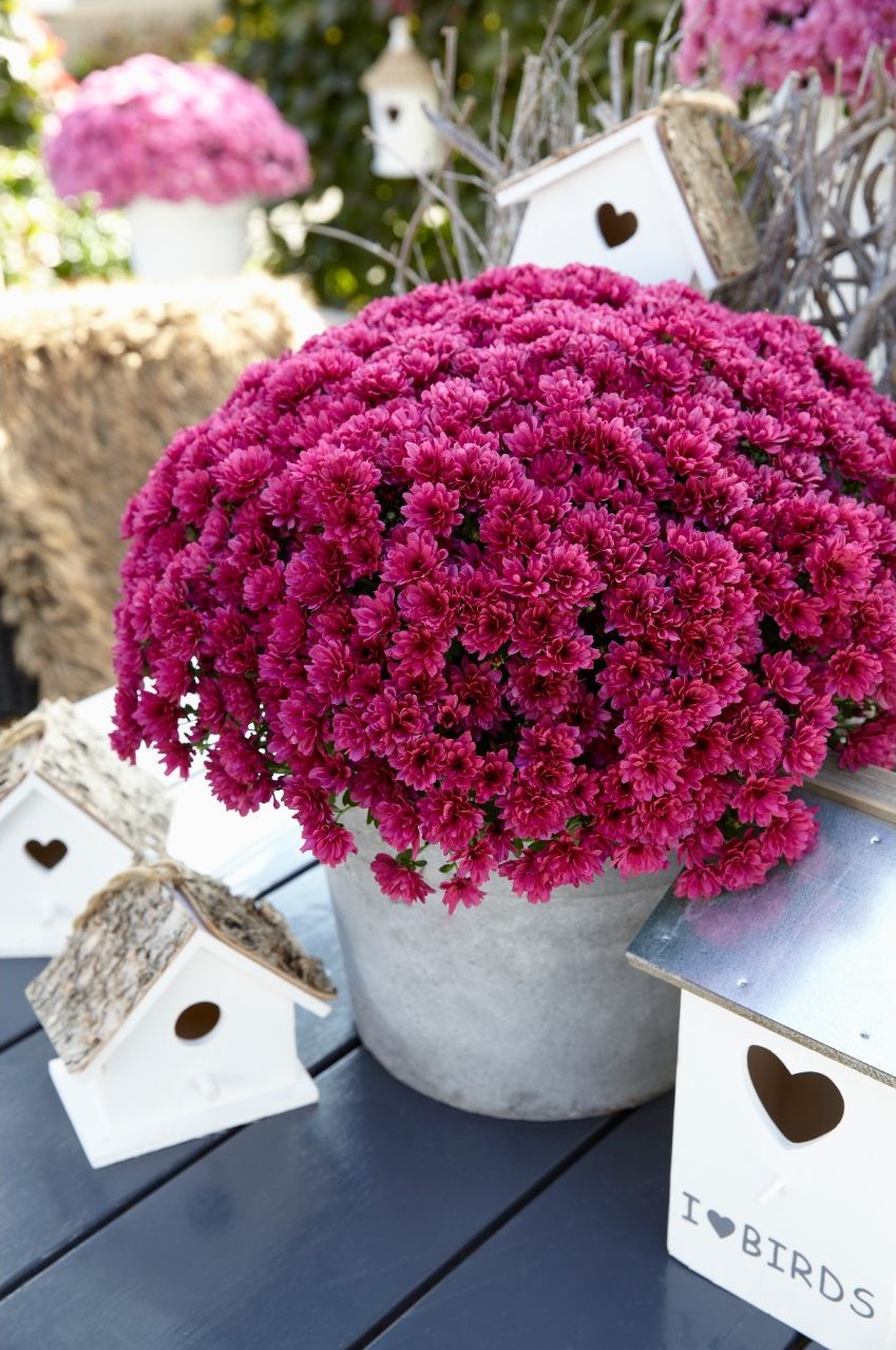 Lagoon Purple Mums