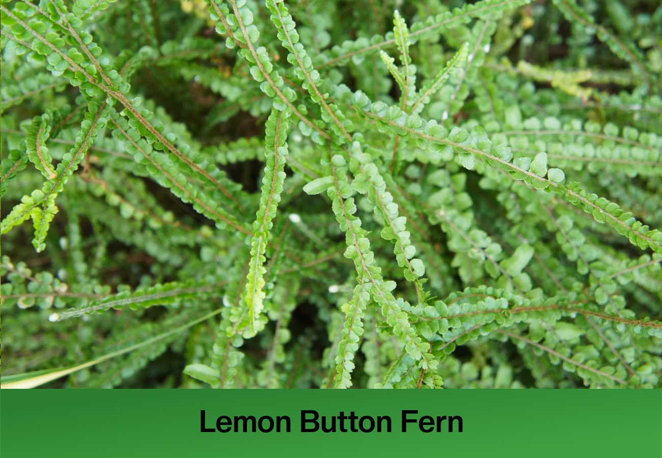 Lemon Button Fern