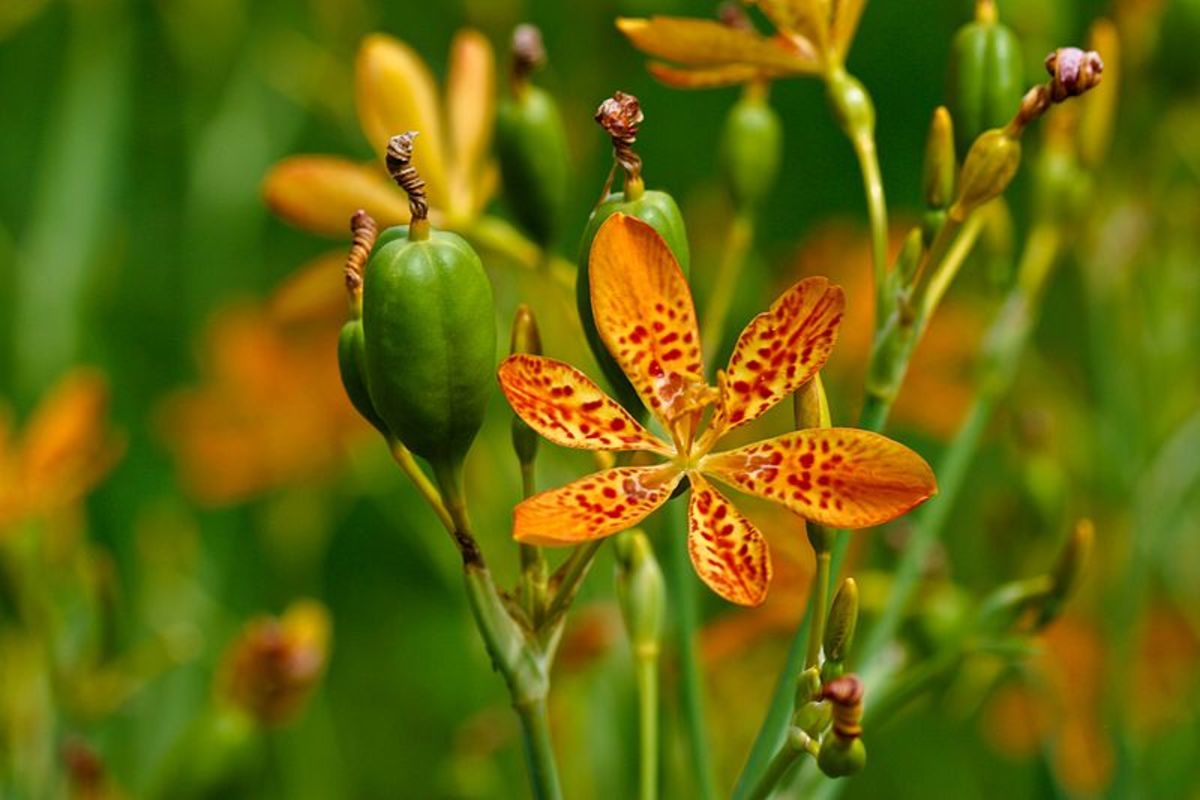 Leopard Lily