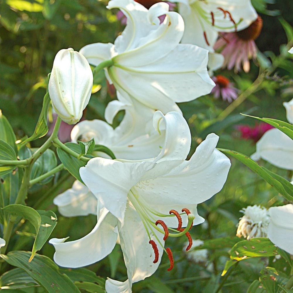 Lilium Casa Blanca