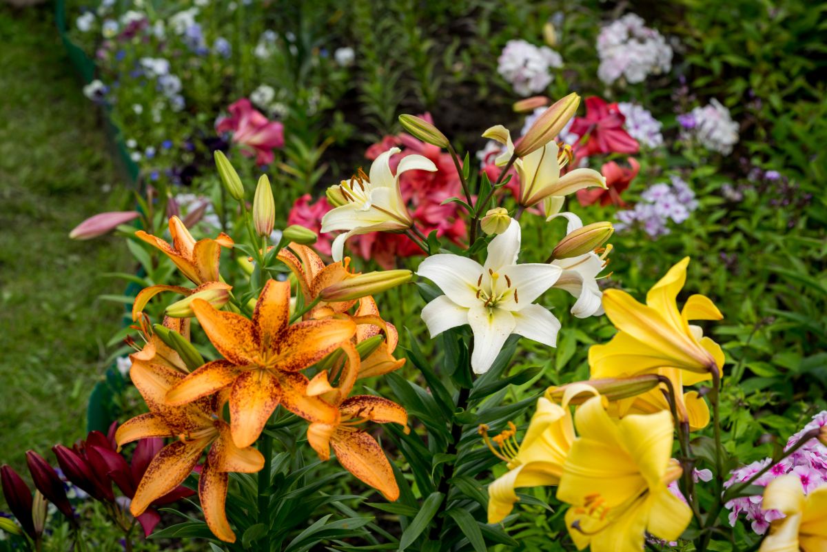 Lily Flowers