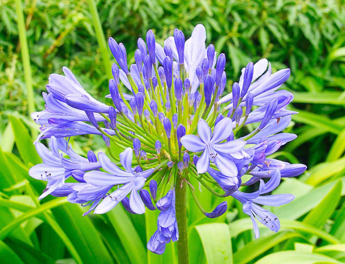 Lily of the Nile – Agapanthus