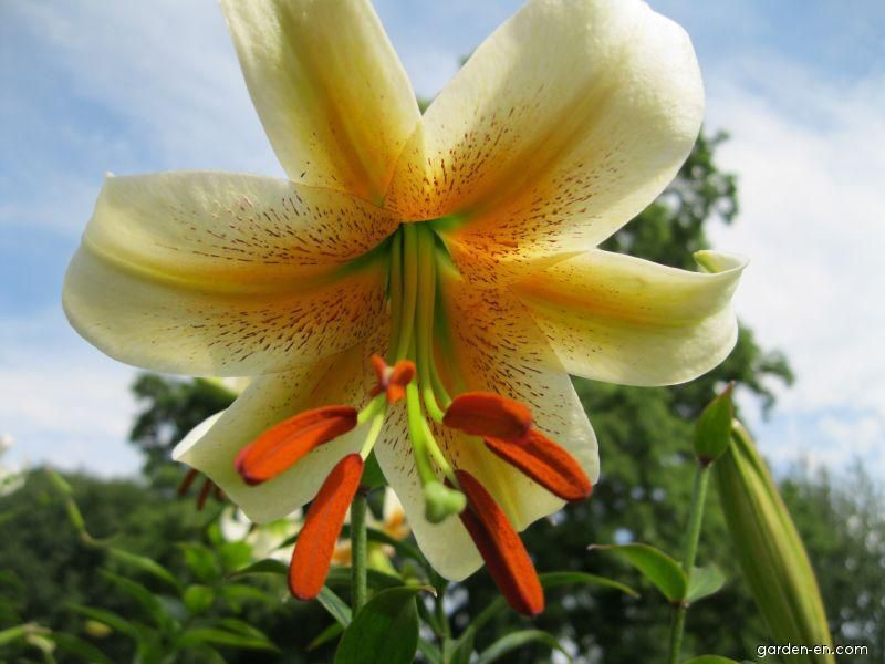 Lily ‘Bright Star’
