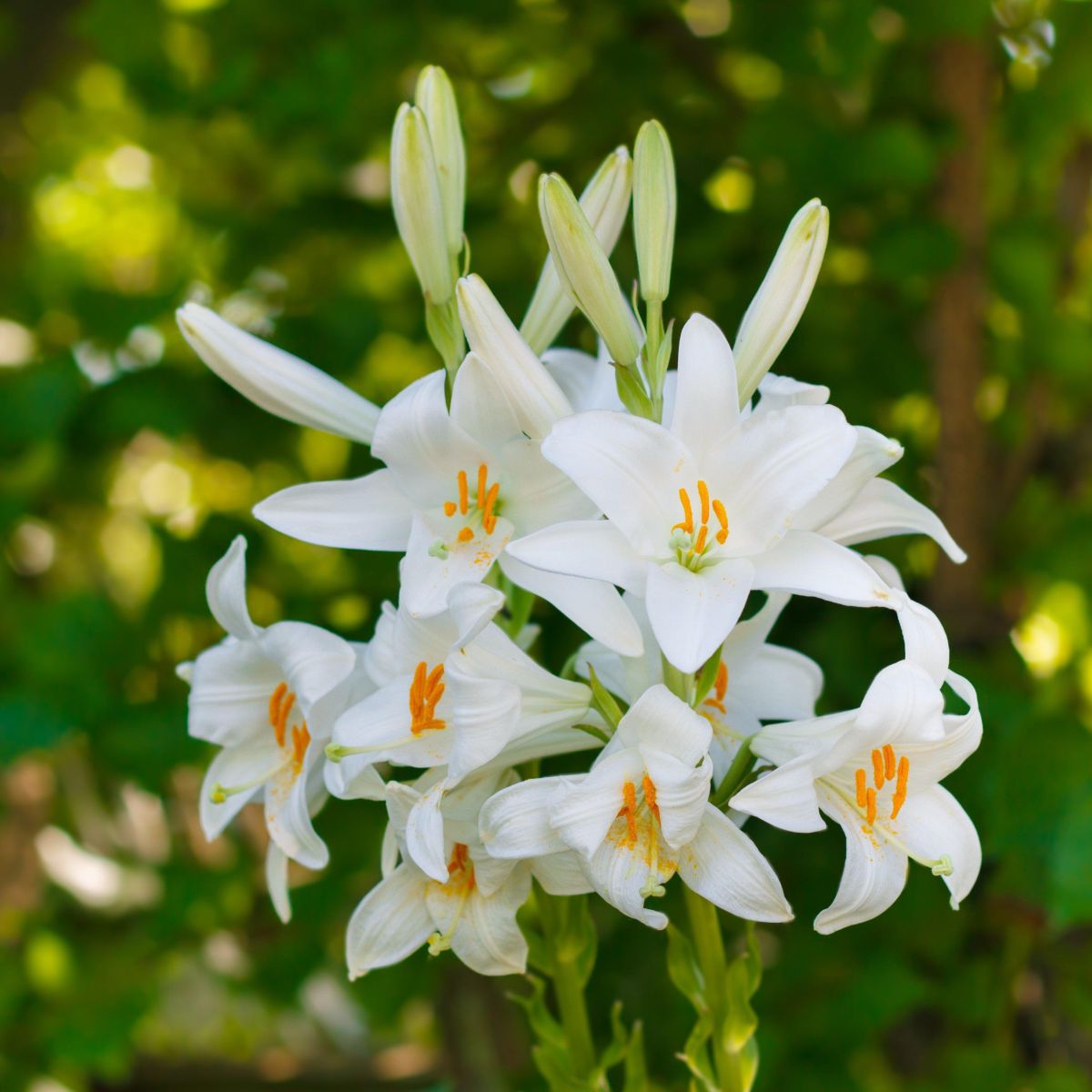 Madonna Lily