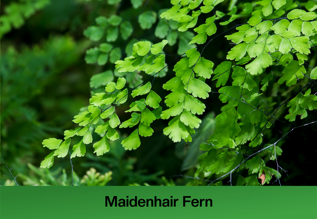 Maidenhair Fern